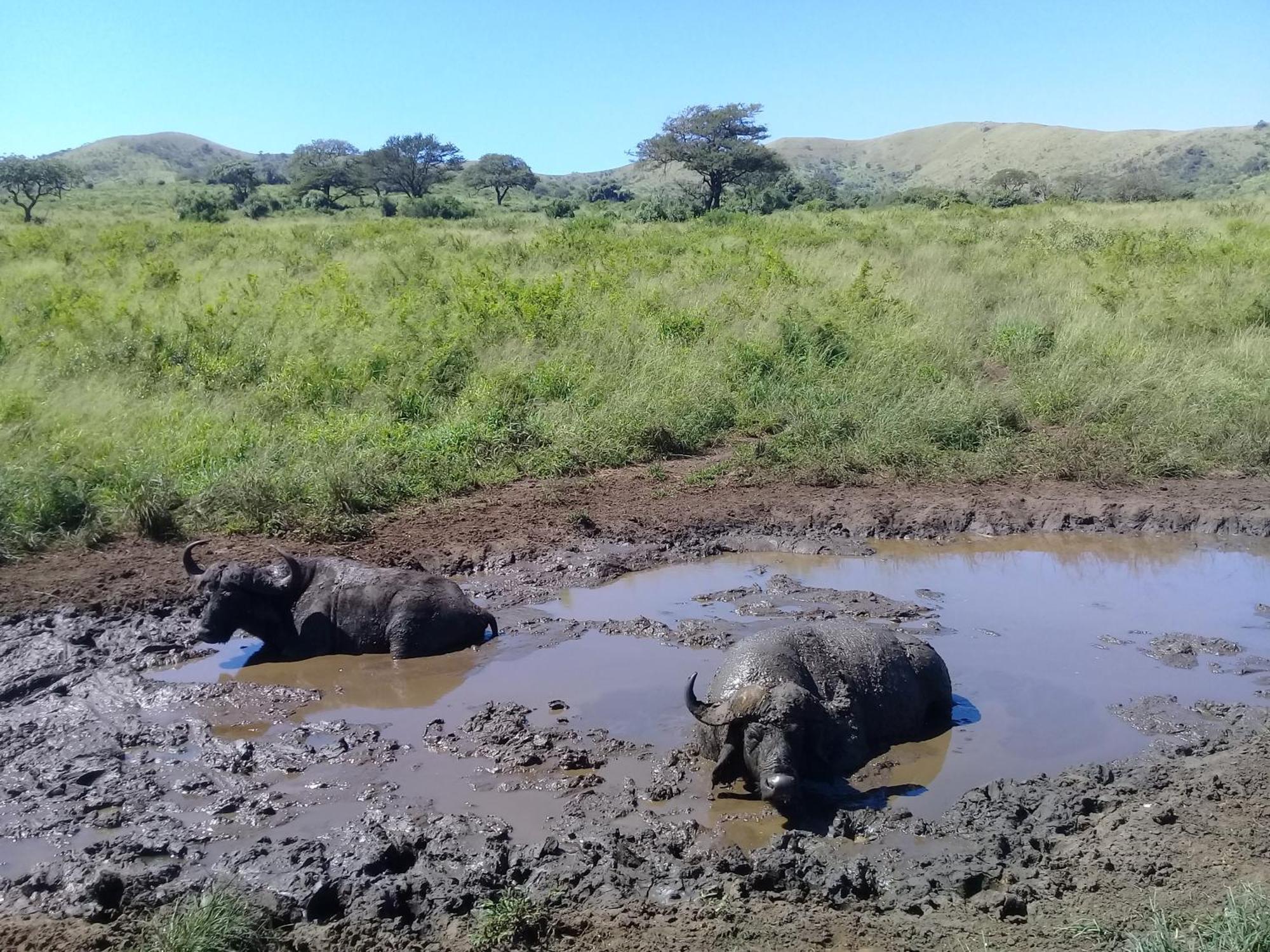 Hluhluwe Gate Safari Camp Hotell Eksteriør bilde